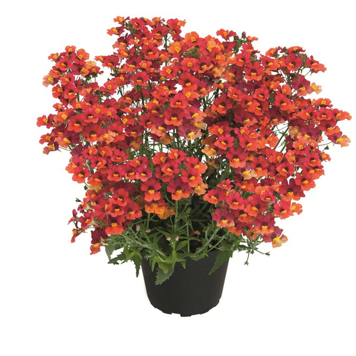 Nemesia hybrid Babycake 'Little Papaya' – Babycakes Series