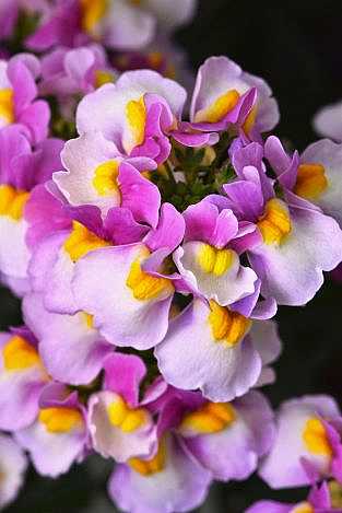 Nemesia Escential 'Pinkberry' – Escential Series