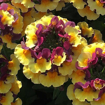 Nemesia hybrid 'Rhubarb and Custard' – Penhow Aroma Yellows