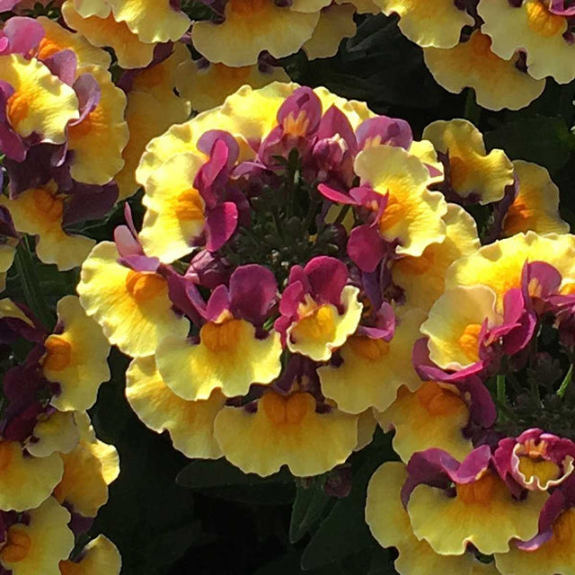 Penhow Aroma Yellows 'Rhubarb and Custard' – live annual, fragrant