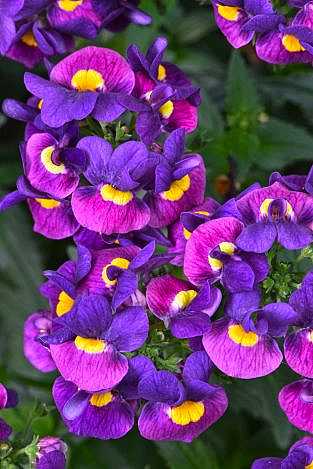 Nemesia Escential 'Sugarberry' – Escential Series
