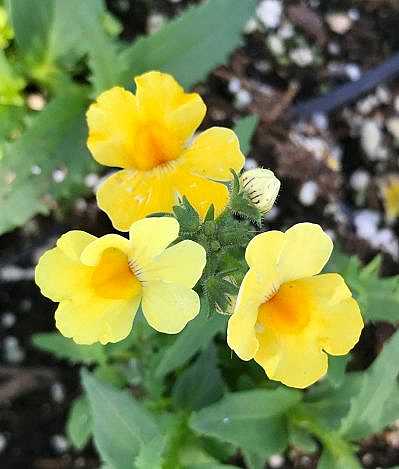 Nemesia hybrid Nessie Plus 'Yellow' – Nessie Series