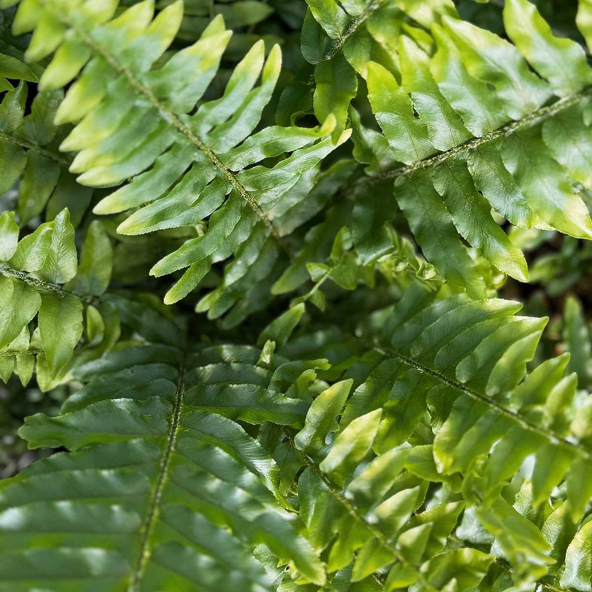 Nephrolepis exaltata 'Maasii' – Boston Fern