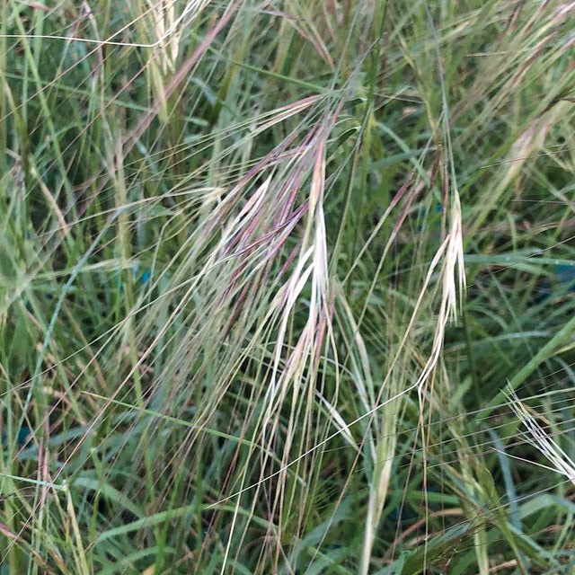 Nassella pulchra – Purple Needle Grass