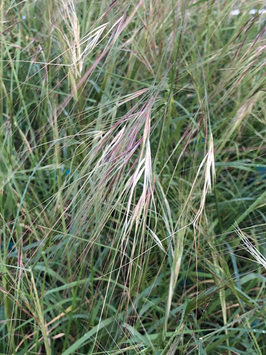 Nassella pulchra – Purple Needle Grass
