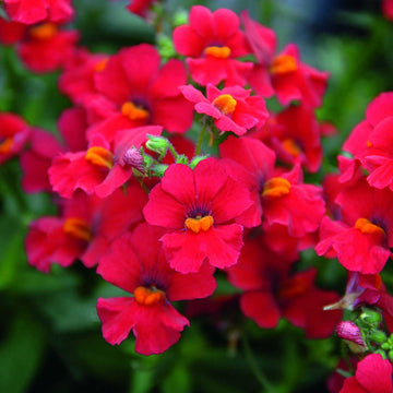 Nemesia 'Little Cherry' – Babycakes Nemesia