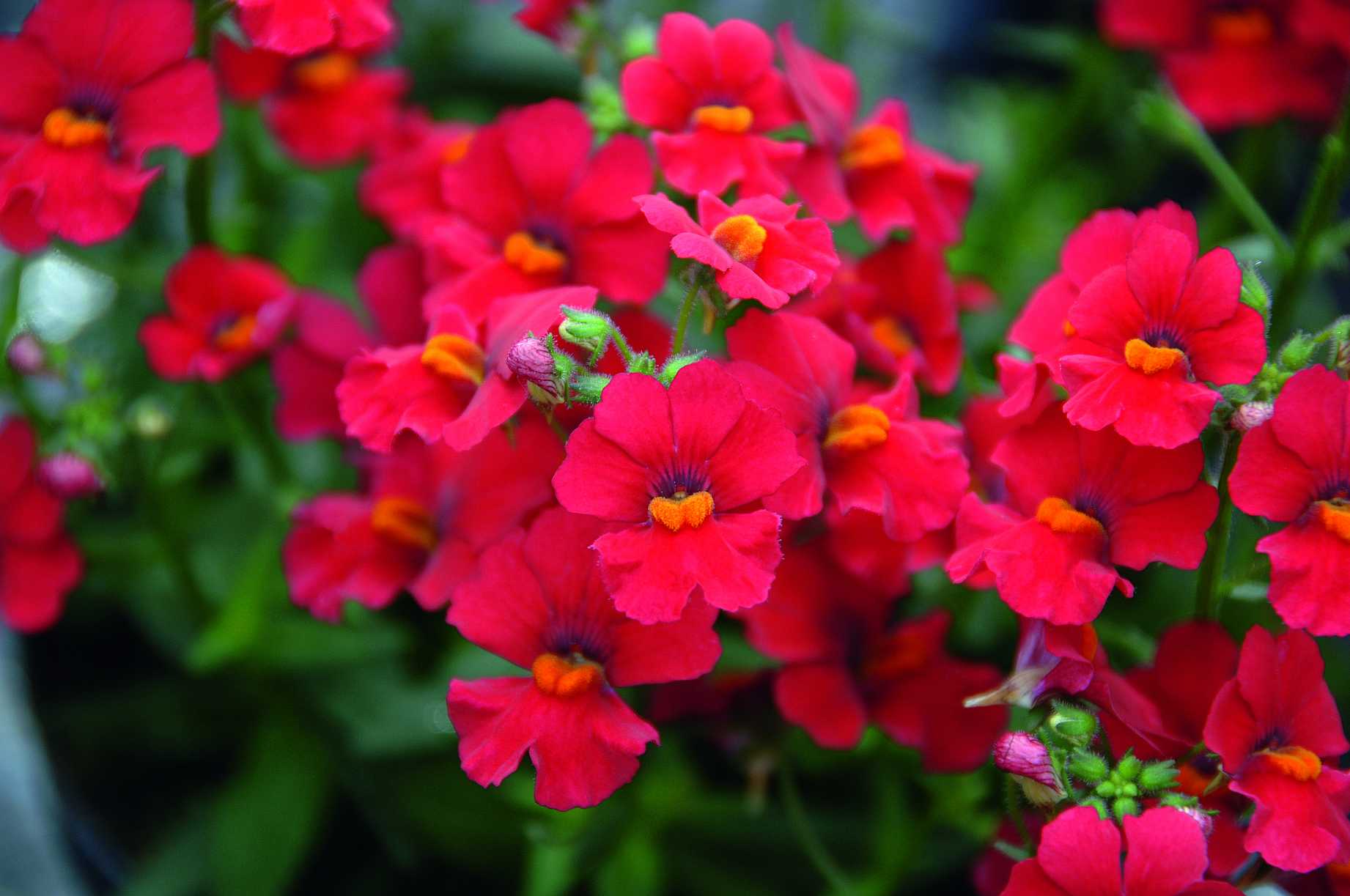 Nemesia 'Little Cherry' – Babycakes Nemesia