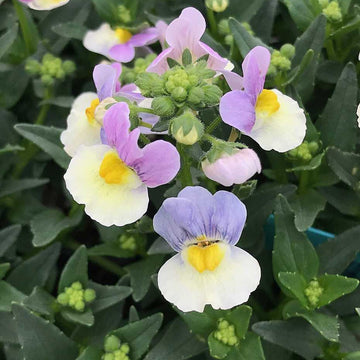 Nemesia hybrid 'French Connection Easter Bonnet'