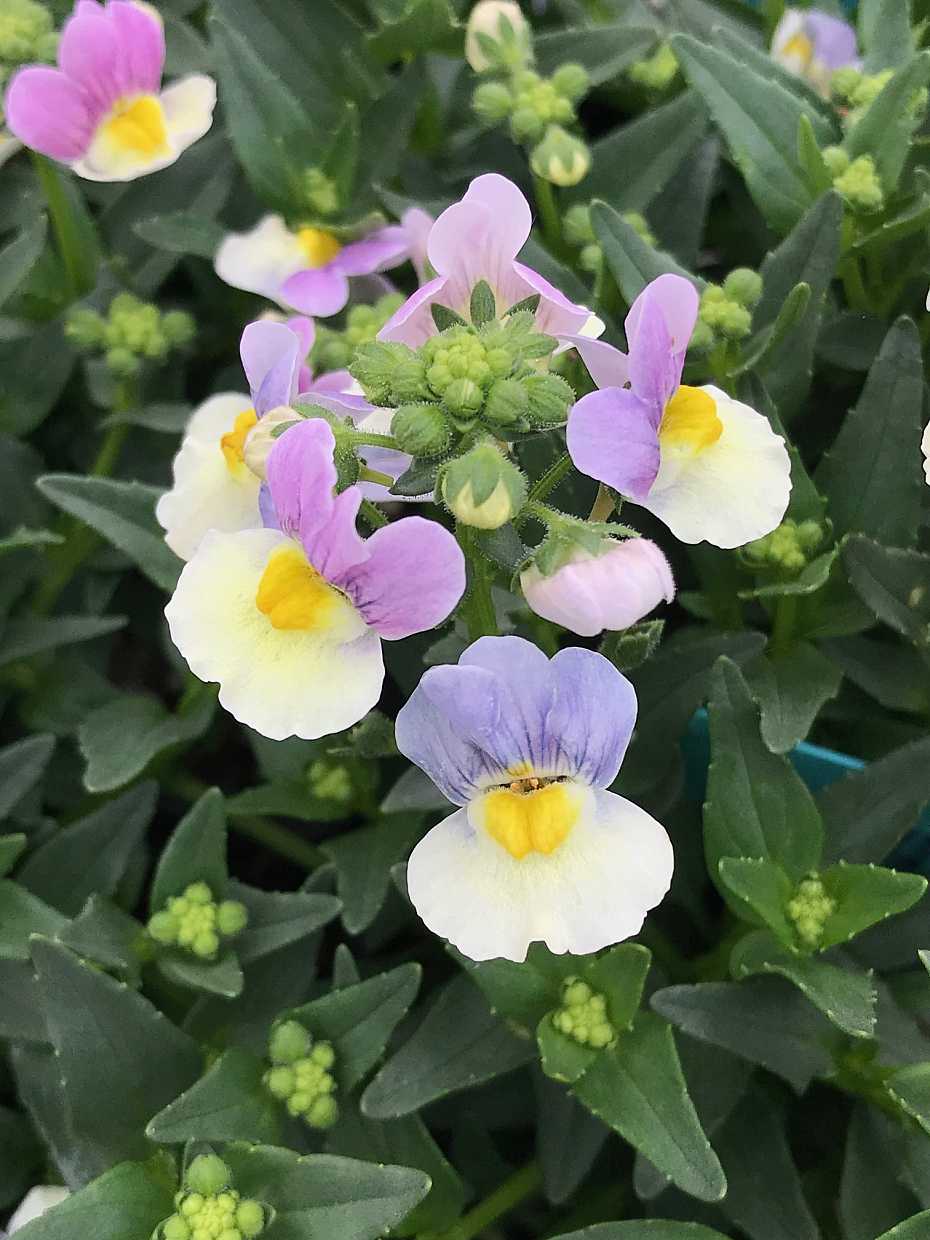 Nemesia hybrid 'French Connection Easter Bonnet'