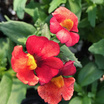 Nemesia hybrid 'Nessie Plus Orange'