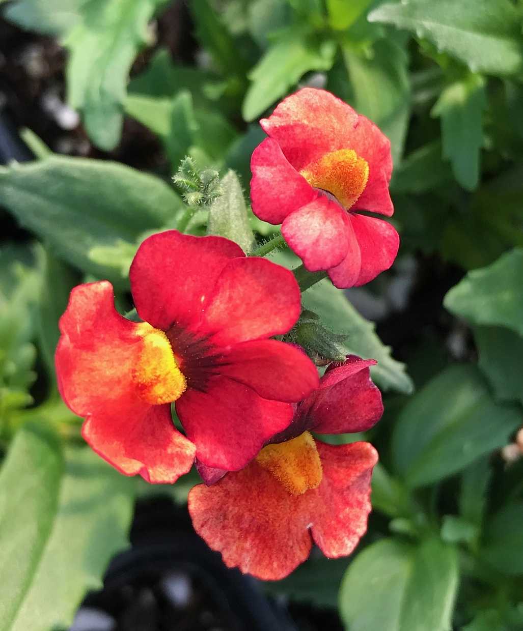Nemesia hybrid 'Nessie Plus Orange'