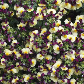 Nemesia Escential 'Raspberry Lemonade' – Nemesia