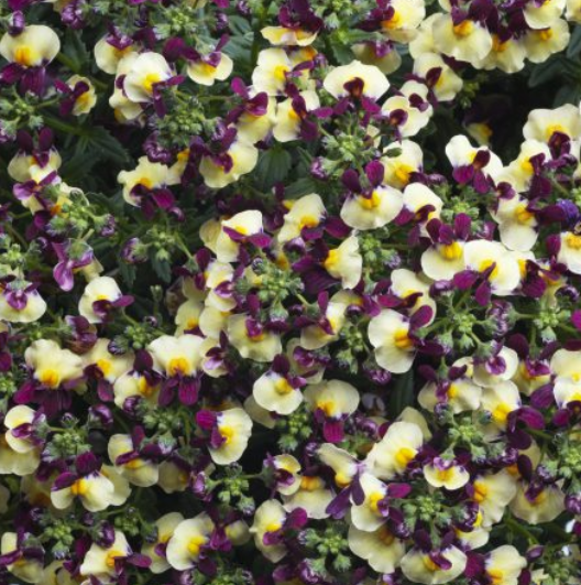 Nemesia Escential 'Raspberry Lemonade' – Nemesia