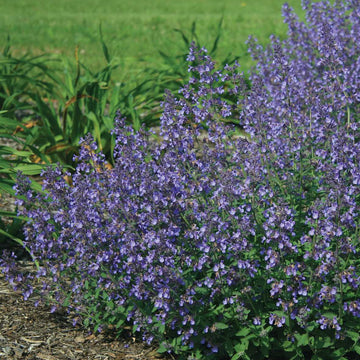 Nepeta x faassenii 'Junior Walker' – Dwarf Catmint