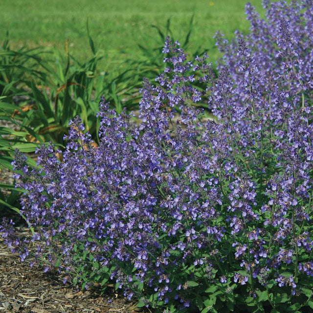 Nepeta x faassenii 'Junior Walker' – Dwarf Catmint