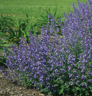 Nepeta x faassenii 'Junior Walker' – Dwarf Catmint