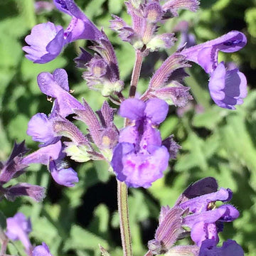 Nepeta racemosa 'Walker's Low' – Catmint