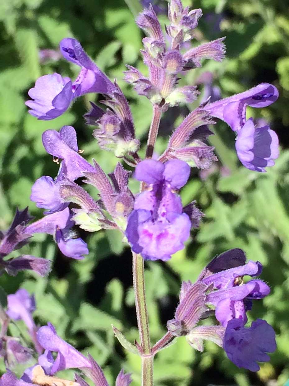 Nepeta racemosa 'Walker's Low' – Catmint