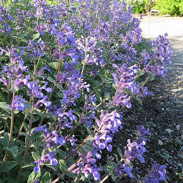 Nepeta x faassenii – Catmint