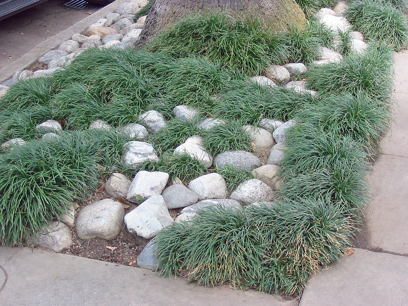 OPHIOPOGON japonicus