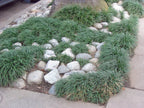 OPHIOPOGON japonicus