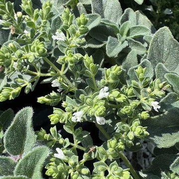 ORIGANUM vulgare 'Hot and Spicy'