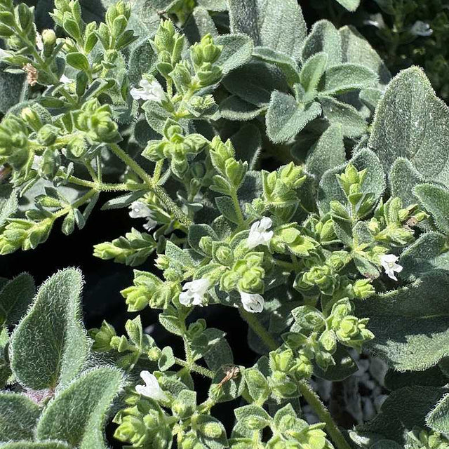 ORIGANUM vulgare 'Hot and Spicy'