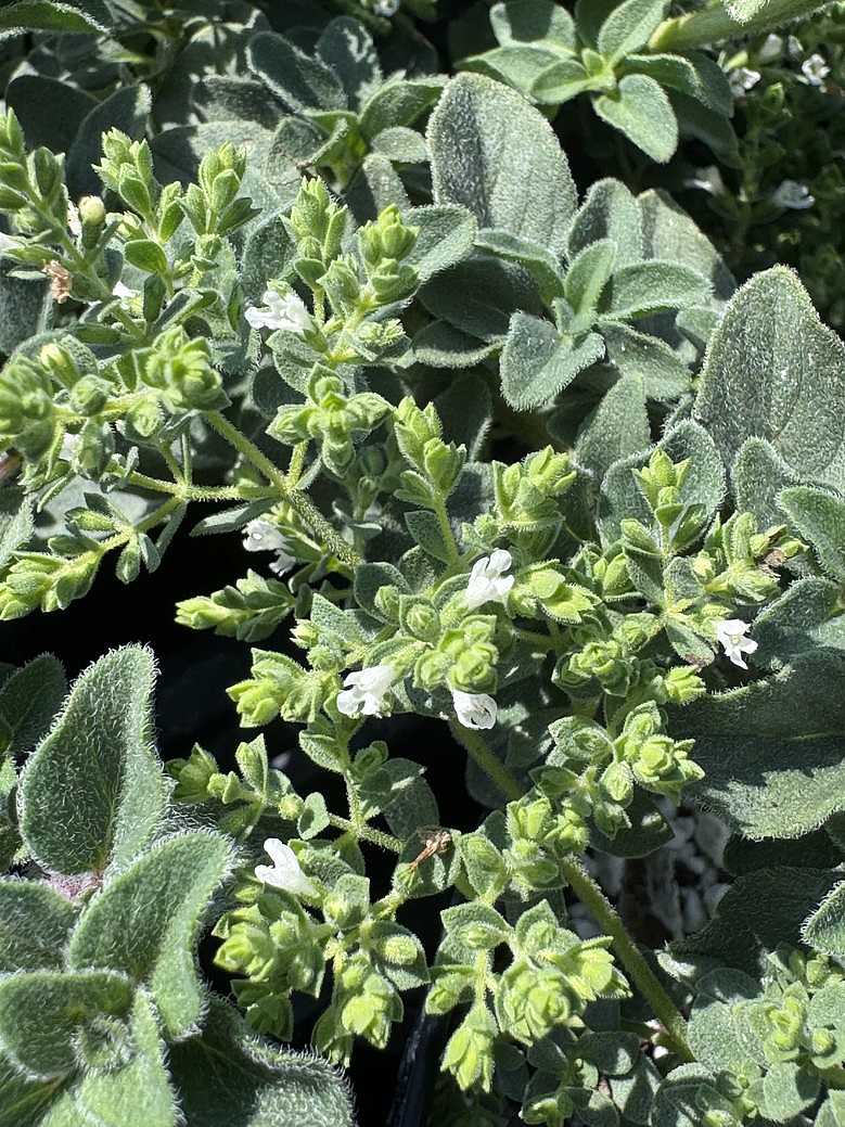 ORIGANUM vulgare 'Hot and Spicy'