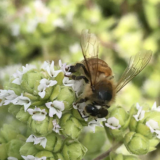 Origanum vulgare 'White Anniversary' – White Oregano