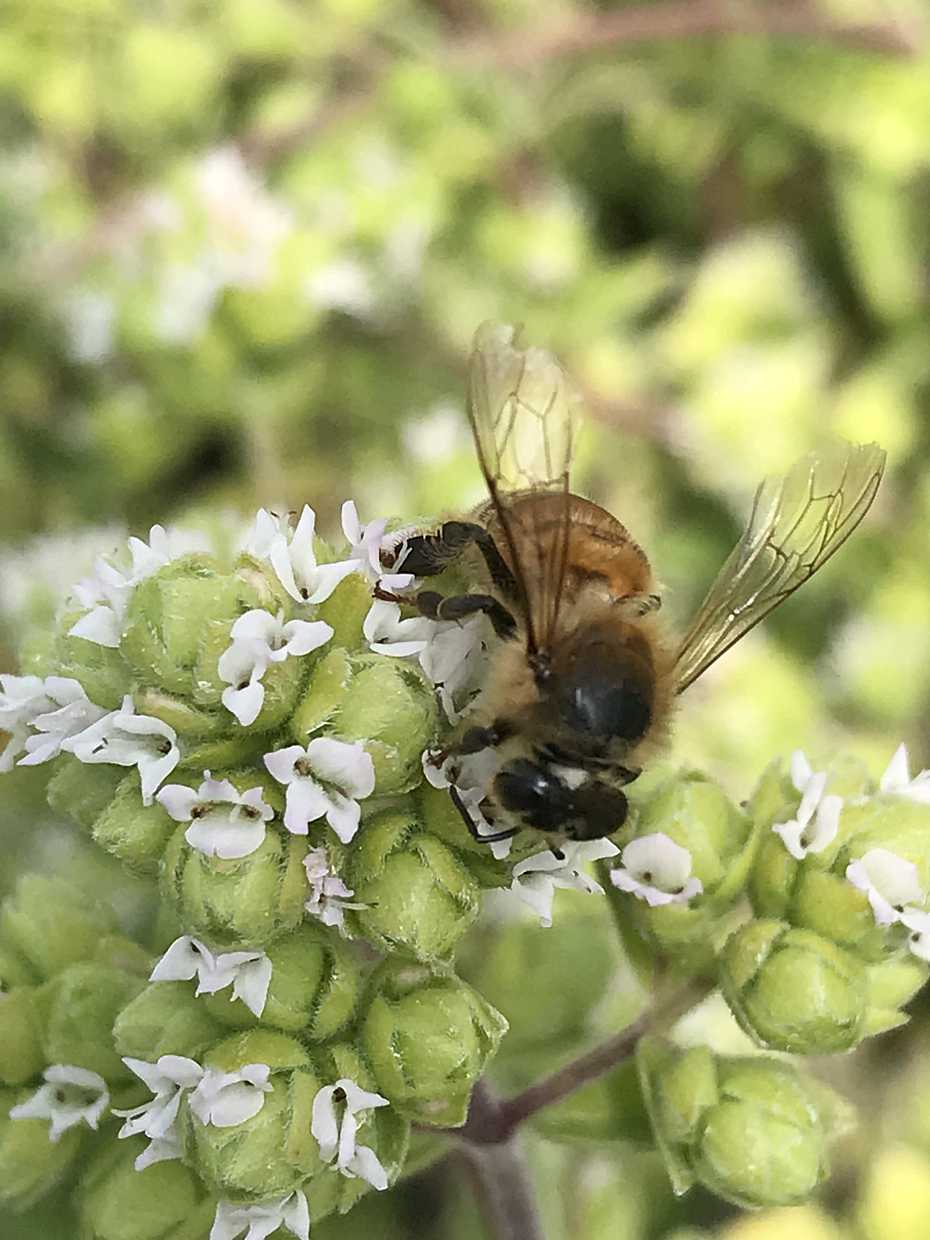 ORIGANUM vulgare (Italian Oregano)