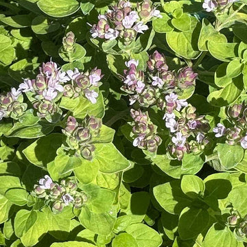 Origanum 'Gilt Trip' – Ornamental Oregano