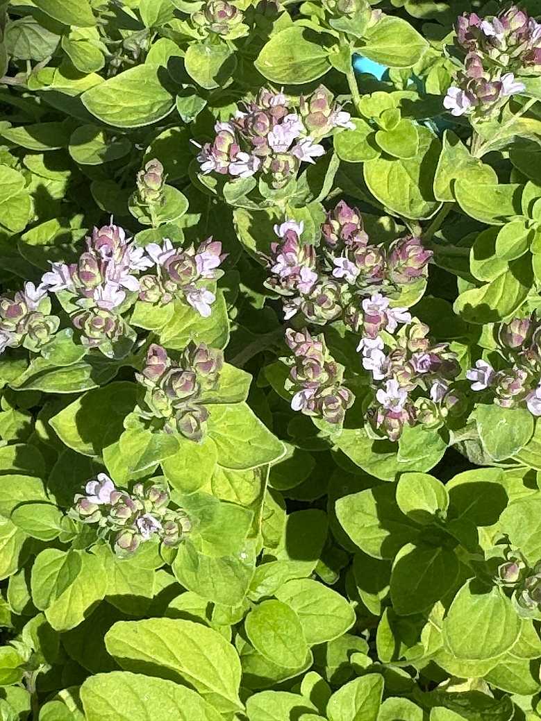 Origanum 'Gilt Trip' – Ornamental Oregano