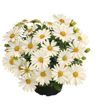 Osteospermum hybrid Summersmile 'Cream' – Cape Daisy