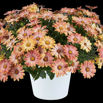 Osteospermum ecklonis Osticade 'Daybreak' – Cape Daisy