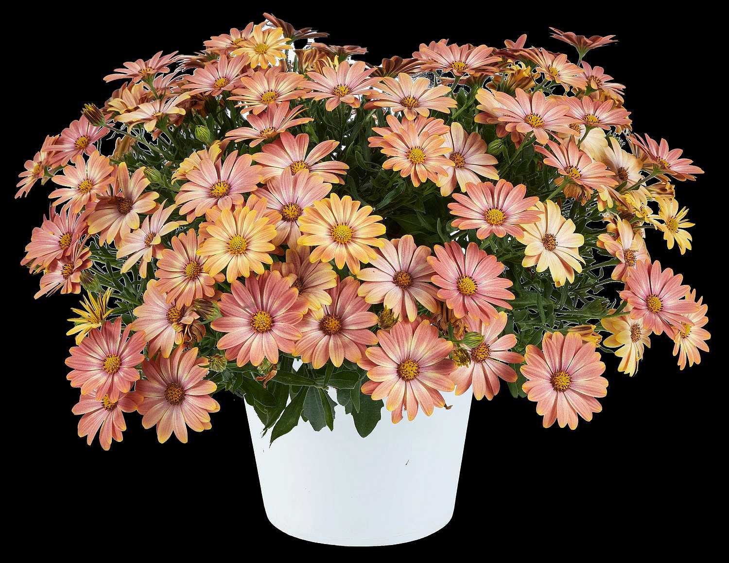 Osteospermum ecklonis Osticade 'Daybreak' – Cape Daisy