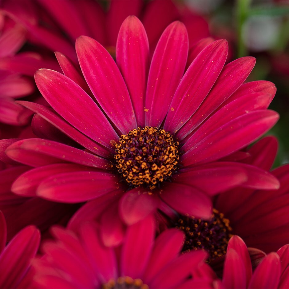 OSTEOSPERMUM hybrid Gelato 'Cranberry' (Available Now)