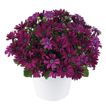 Osteospermum ecklonis Ostica 'Midnight' – Cape Daisy