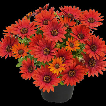 Osteospermum hybrid Summersmile 'Sangria' – Cape Daisy