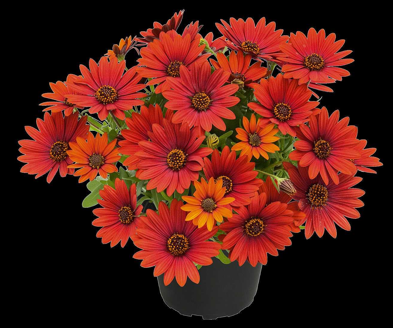 Osteospermum hybrid Summersmile 'Sangria' – Cape Daisy
