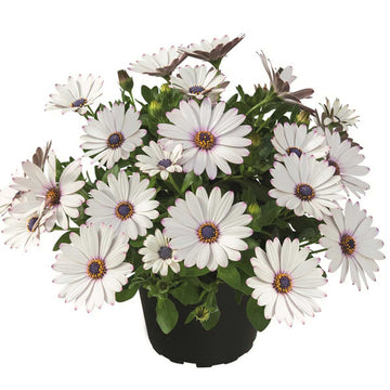 Osteospermum hybrid Summersmile 'White' – Cape Daisy