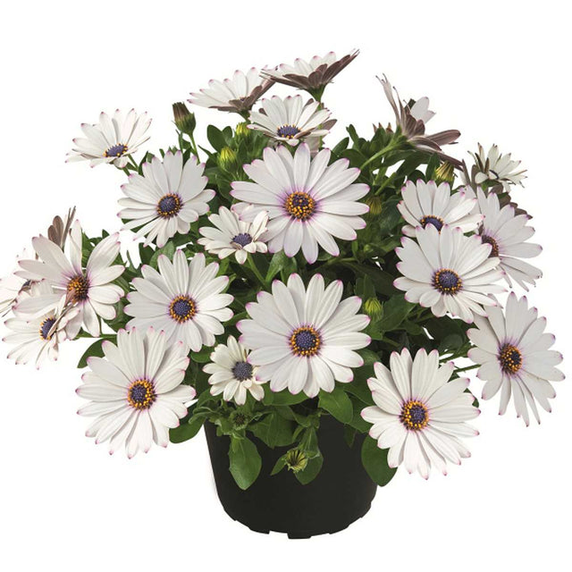 Osteospermum hybrid Summersmile 'White' – Cape Daisy