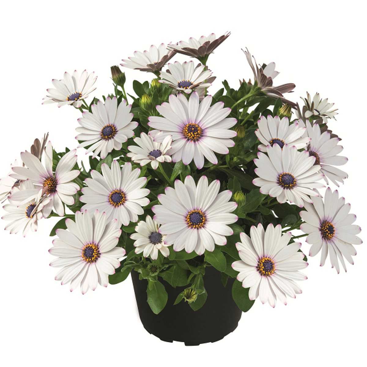 Osteospermum hybrid Summersmile 'White' – Cape Daisy
