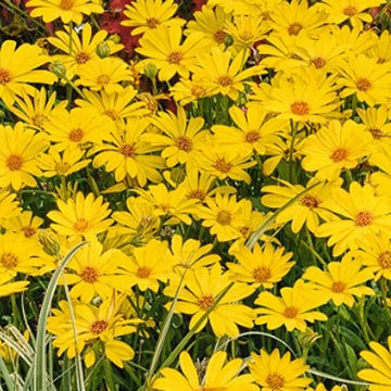 Osteospermum hybrid Summersmile 'Yellow' – Cape Daisy