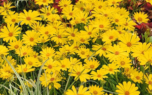 Osteospermum hybrid Summersmile 'Yellow' – Cape Daisy