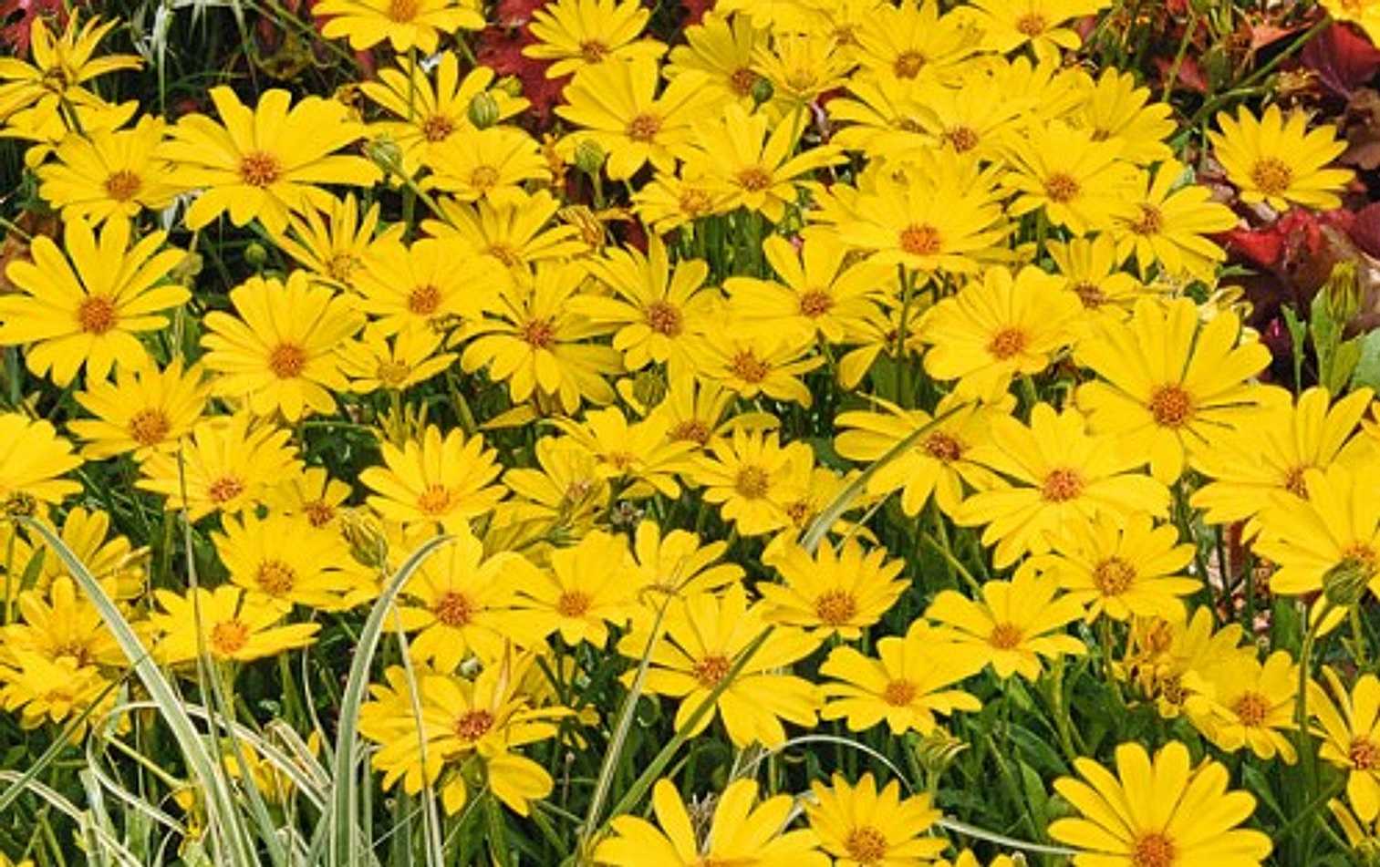Osteospermum hybrid Summersmile 'Yellow' – Cape Daisy