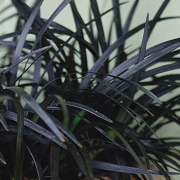 OPHIOPOGON planiscapus 'Nigrescens' (Available Now)