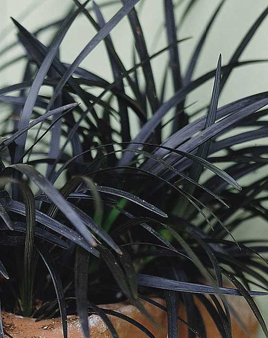 OPHIOPOGON planiscapus 'Nigrescens' (Available Now)
