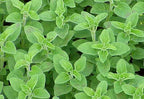 Origanum heracleoticum – Greek Oregano