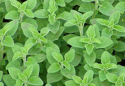 Origanum heracleoticum – Greek Oregano