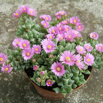 Oscularia deltoides (syn. LAMPRANTHUS deltoides)– Deltoid-leaved Dewplant